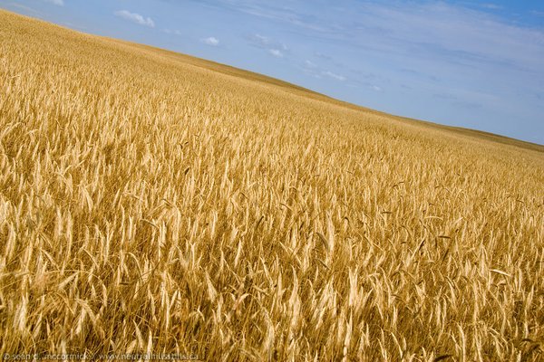Prime looking wheat crop [1 of 2]