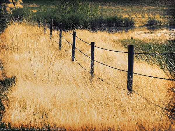 Fence on the Alta/Sask divide