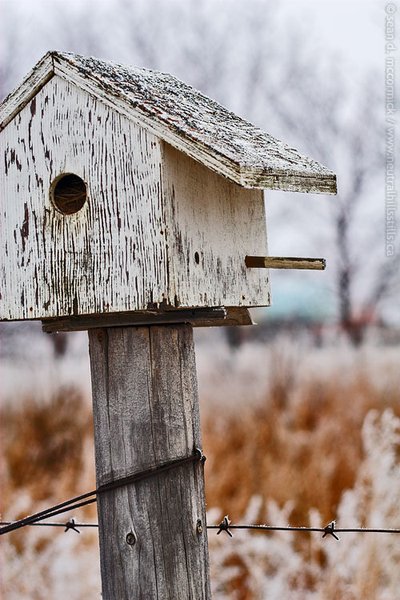 Bird house on the fence line