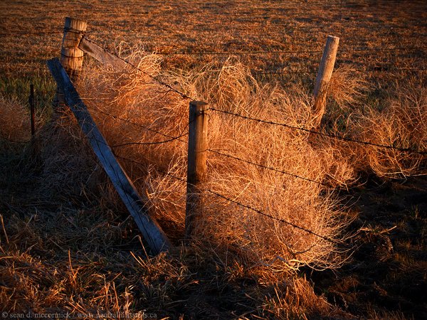 Tumbleweed trap