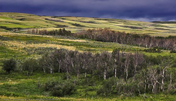 Storm coming: The Neutrals east of Gooseberry lake circa 2005