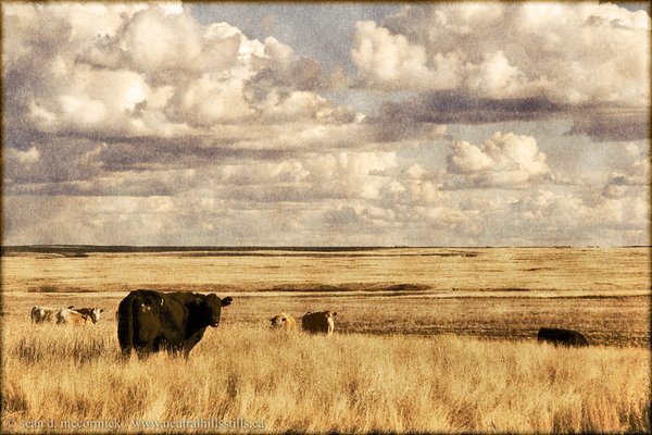 Cattle pasture north of Cereal