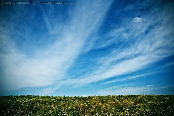 LOMO Moment: Alberta sky and tansy mustard