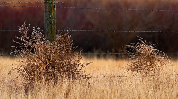 Hung up on the fence line