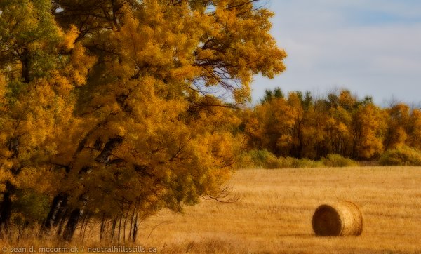 Bale and fall colours