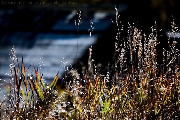 Grass in front of collapsed shed