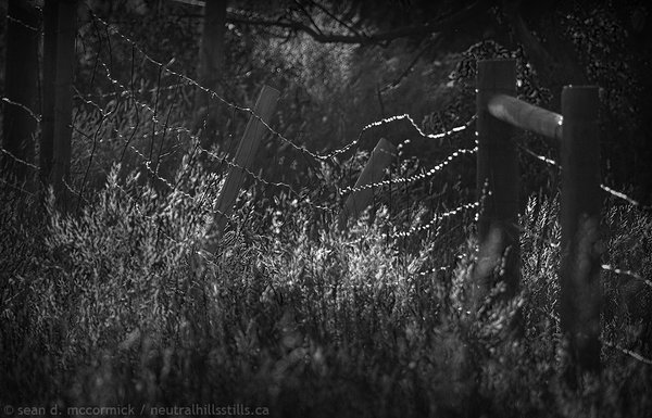 Barbed wire caught in the late evening sun