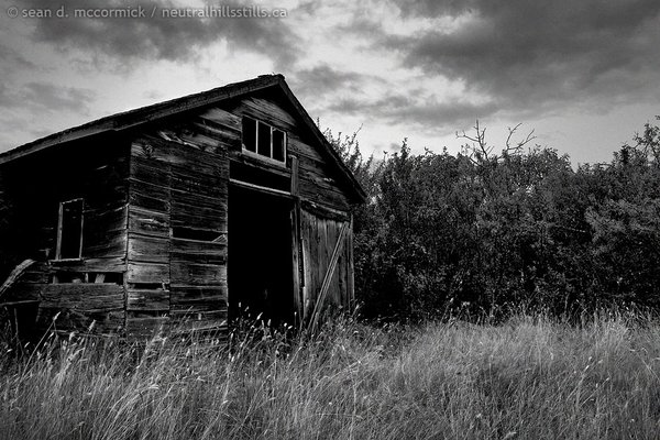 Old shed next to windbreak