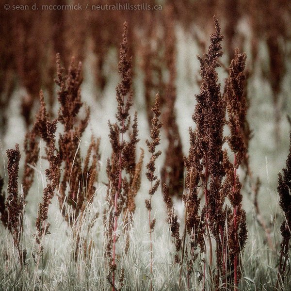 Ragweed