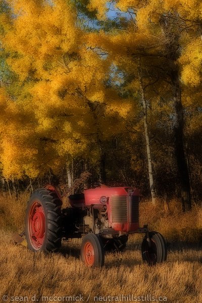 More hot red on gold tractor action