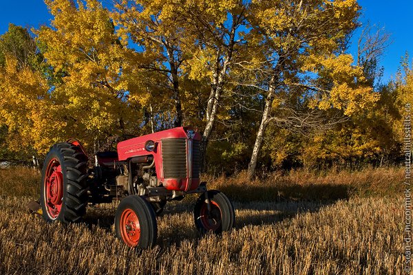 She thinks my tractor's sexy (Massey 65)