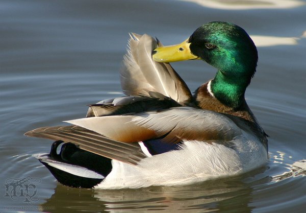 Everything's just ducky