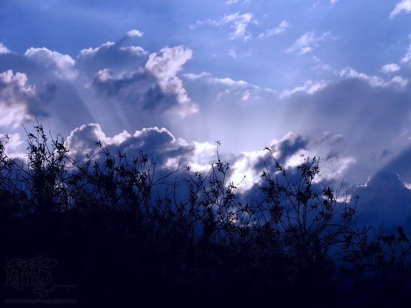 Evening skylife, May 25, 2003 [2 of 2]