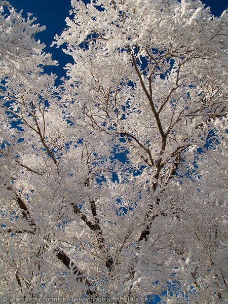 Boxing Day 2009: Frosty trees revisited