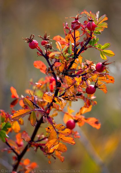 Rose hips: Berry happy to be here