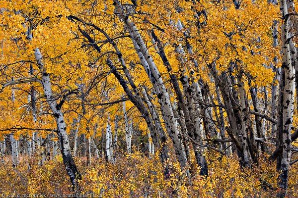 Those yellow devils [1 of 3]