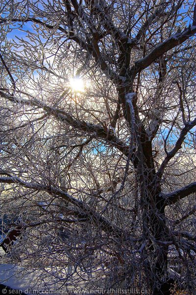 Sun thru the old maple tree