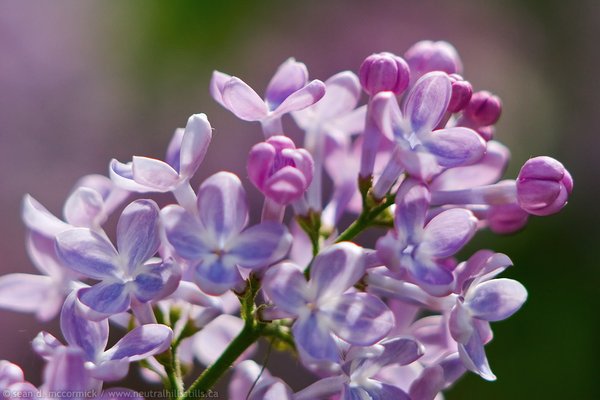 Faye's lilacs [5 of 5]
