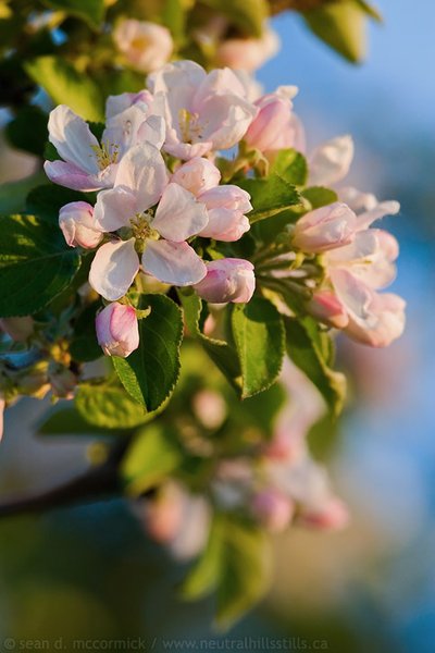Enjoying the blossoms, spring 2006
