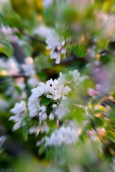 Zoomed blossoms