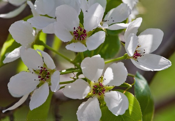 Apple blossoms, spring 2006