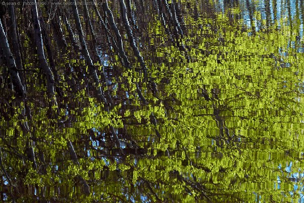 New spring growth [1 of 2]