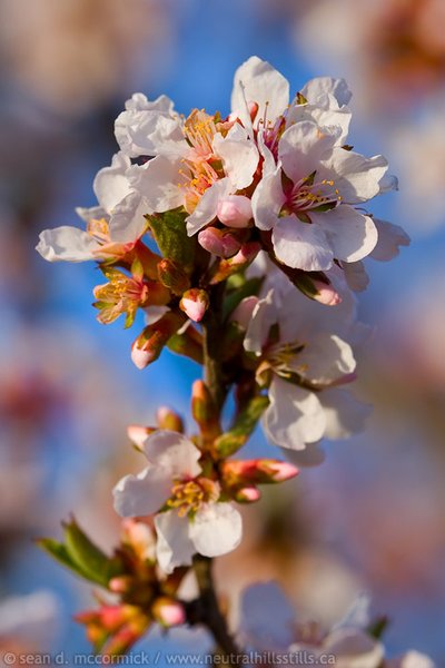 Cherry blossoms, spring 2006
