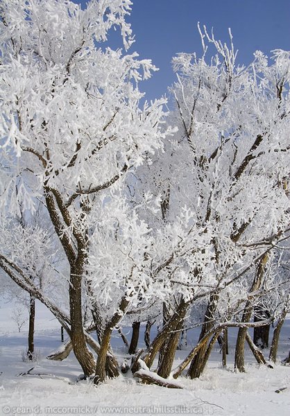Frosted trees, Feb 24, 2007 [3 of 3]