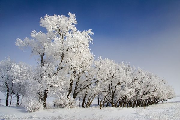 Frosted trees, Feb 24, 2007 [2 of 3]
