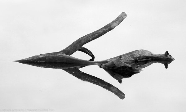 Branch reflected
