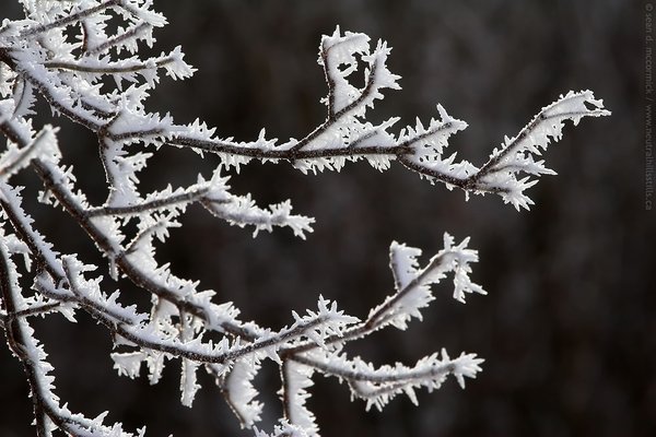 Frost on the maple tree