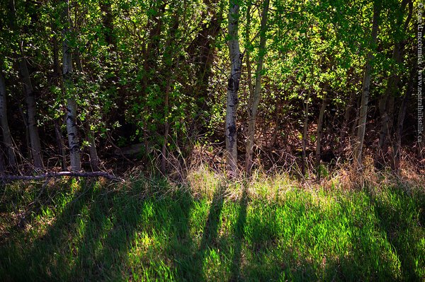Ashlyn's magic forest