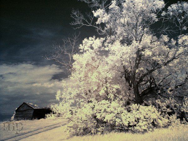 The old maple in infrared