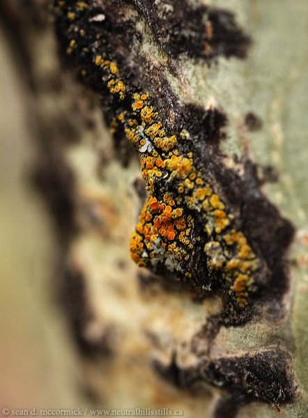Tree acne
