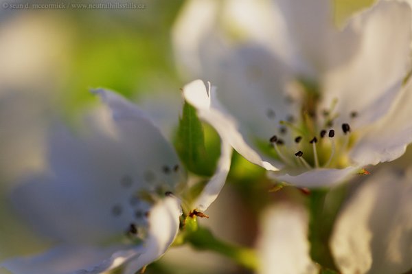 Pear blossoms [2 of 5]
