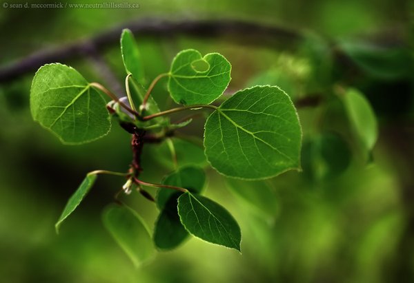 20080519183509_20080517-leaves05