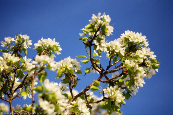 Pear blossoms [3 of 5]