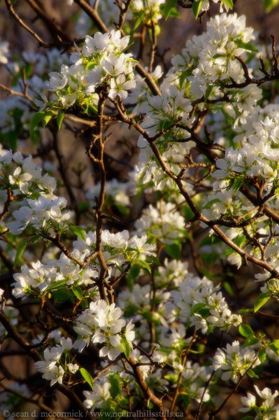 Pear blossoms [4 of 5]