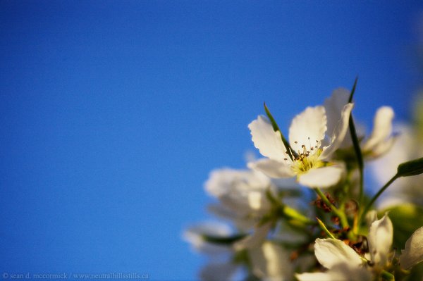 Pear blossoms [5 of 5]