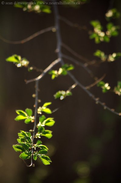 Turning over a new leaf