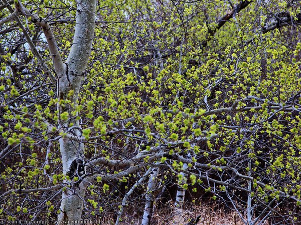 Spring in the shade
