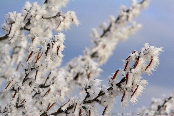 Frost on the caraganas