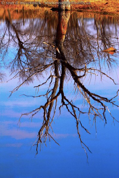 Tree reflected