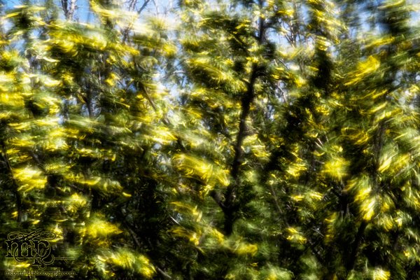Caragana bush in a strong wind