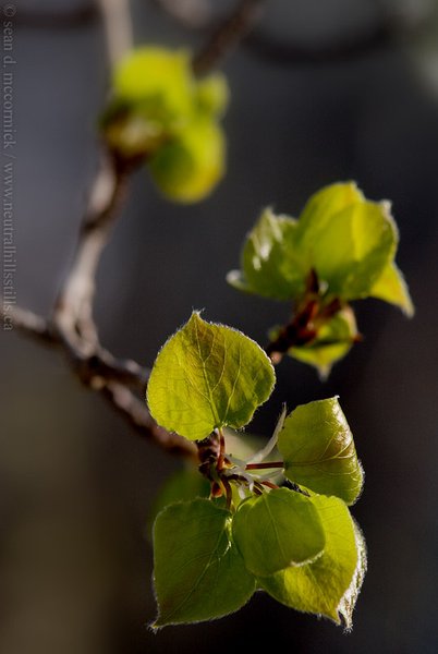 Newborn poplar leaves