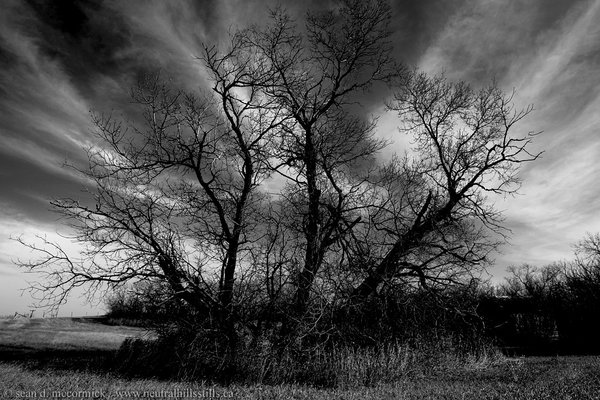Trees for Noah