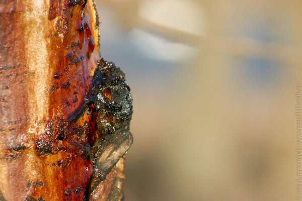 Open wound