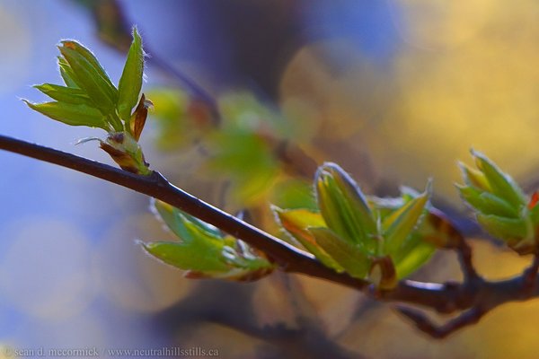 New poplar leaves