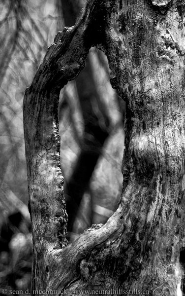 Stumps, shadows, and shapes