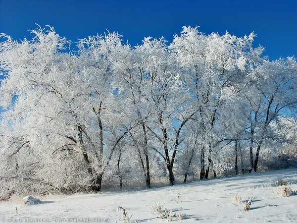 New Year's Eve morning frost [2 of 3]